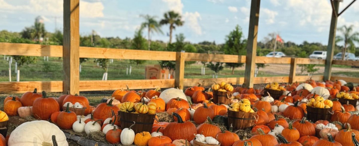 Cat Surrounded by Pumpkins 2023